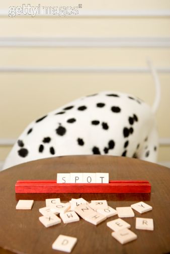 dalmatien