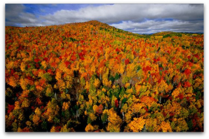 foret-canada