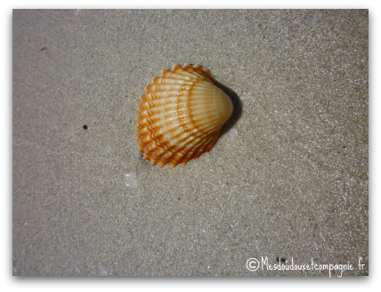 coquillage