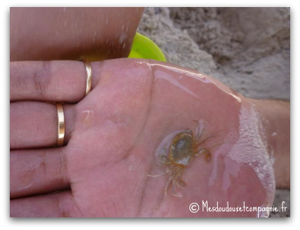crabe crabe
