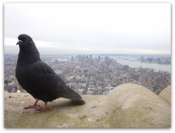 vue empire state building