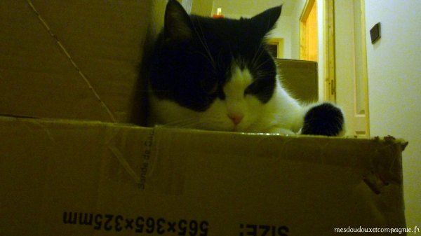 chat-sur-carton-demenagement chat-sur-carton-demenagement