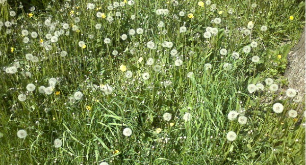 dandelion