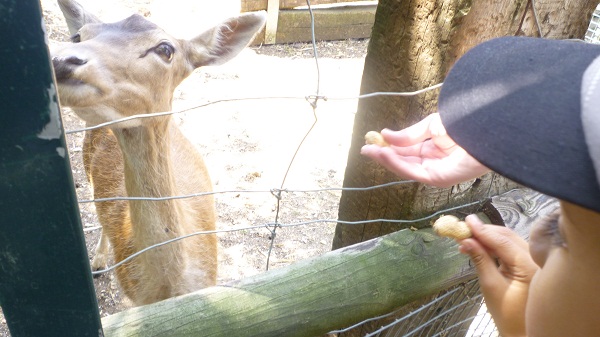 biche