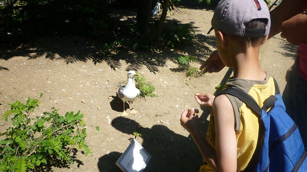 cacahuètes mouette