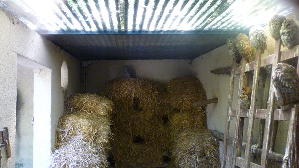 chouettes