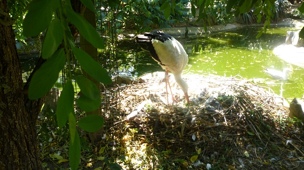 cigogne