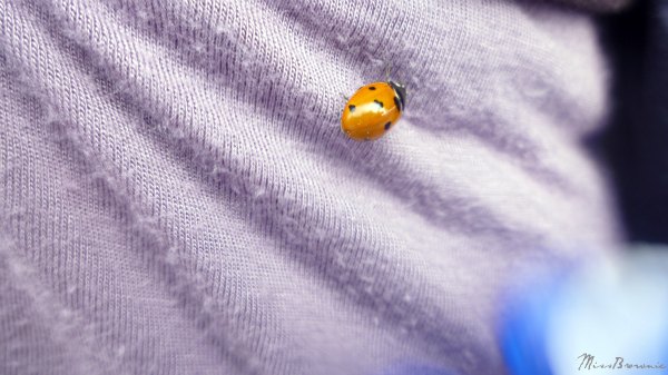 coccinelle coccinelle
