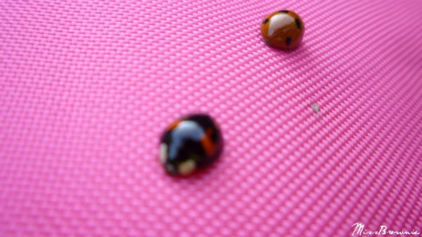 coccinelles-noires