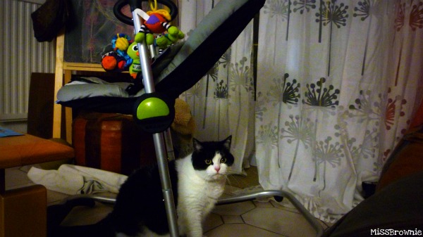 chat-et-transat-bebe chat-et-transat-bebe