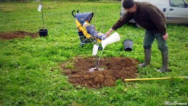 planter-un-prunier