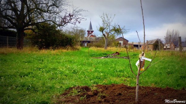 planter-un-arbre planter-un-arbre