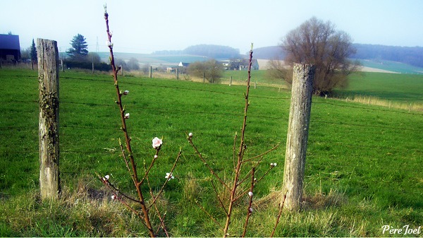 arbre en fleur_picnik