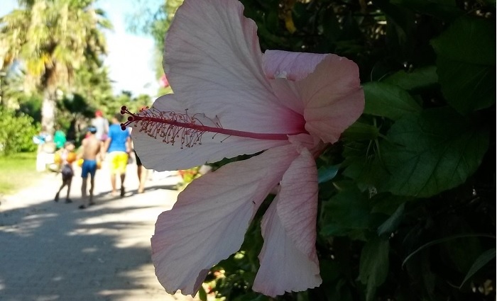 hibiscus