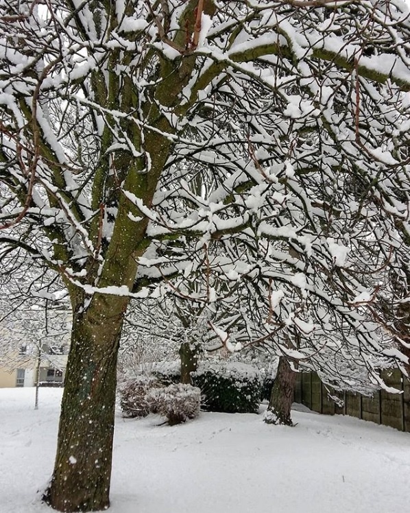 arbre enneigé - neige semaine 4 2019
