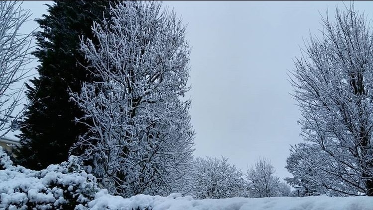 arbres enneigés