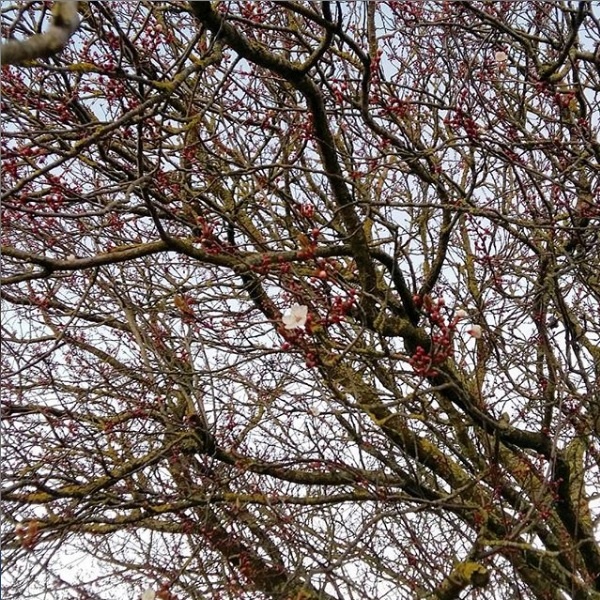 premieres fleurs arbre fevrier semaine 8 2019