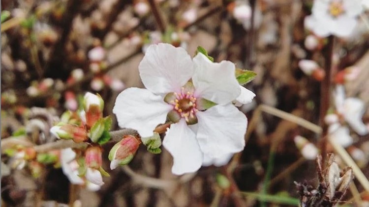 fleurs printemps mars semaine 11 2019