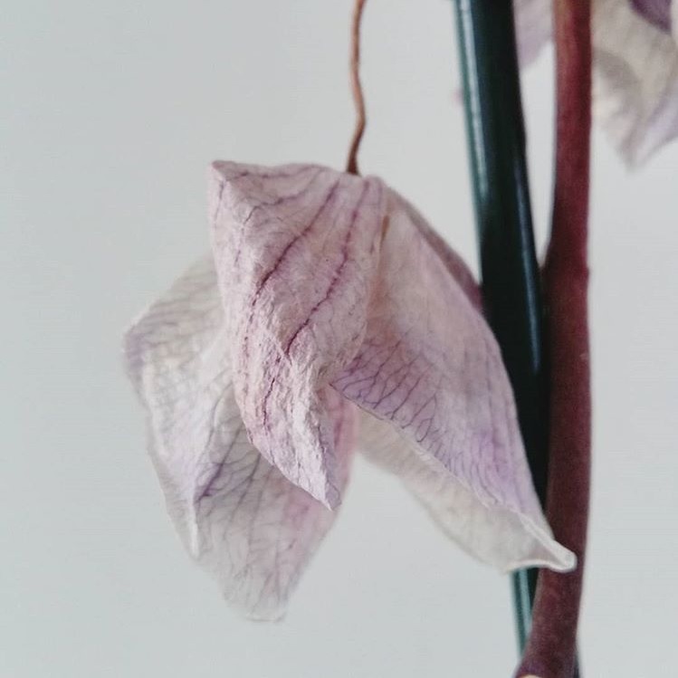 orchidée fanee semaine 10 2019