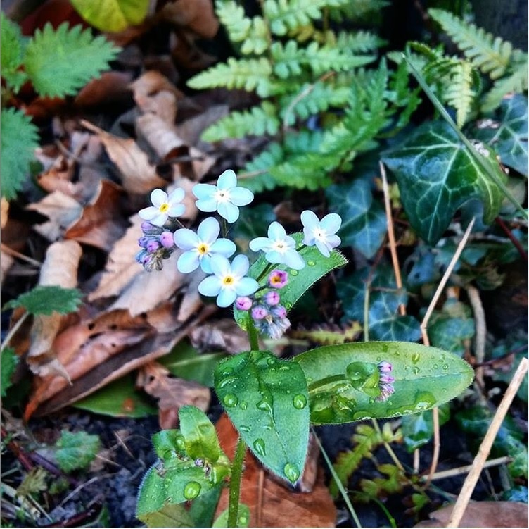 myosotis semaine 16 2019