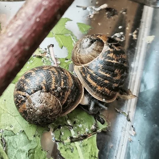 Reussir Son Elevage D Escargots A L Ecole Maternelle